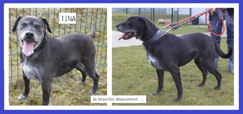 TINA  -  Labrador  8 ans   -  SPA  DE  DOUAI  (59) A11