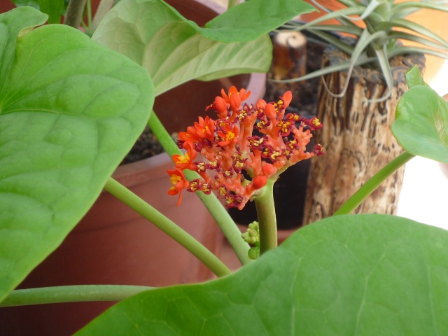 Jatropha multifida :arbre corail P1030110