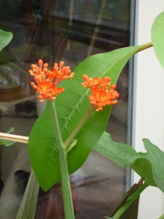 Jatropha multifida :arbre corail P1030210