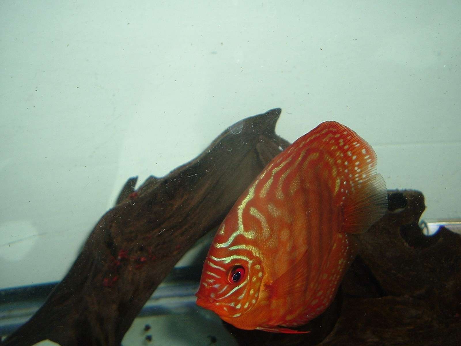 My Discus Pics!! (everything for sale now!!) Pretty12