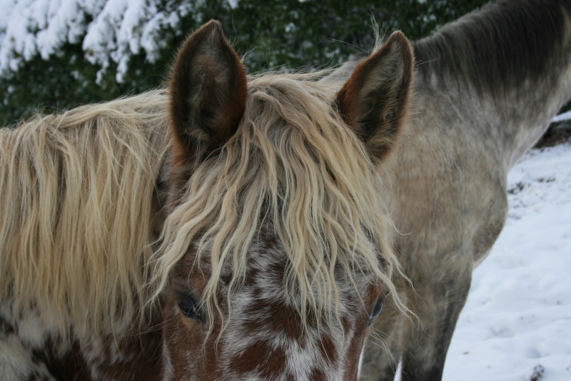 CONCOURS PHOTOS, L'oeil des chevaux ! Img_3610