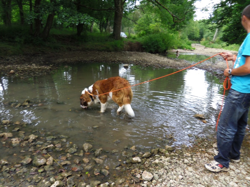 concours n° 44 : mon saint Bernard piste .... Imgp1210