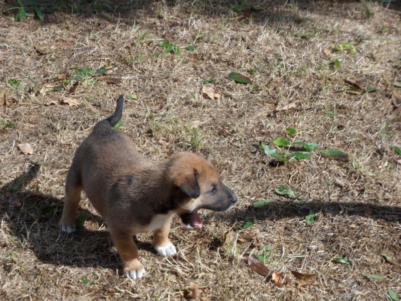 ISKO chiot mâle croisé malinois de 3 mois Sam_3319