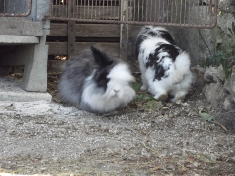 Mon petit élevage de lapins nain et bélier  ... Et cobayes 1er_se14