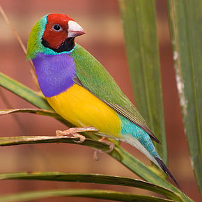 La Génétique du Diamant de Gould Male_a10