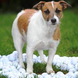 Drôle de hobby pour un chien : collectionner les balles de golf Chien-11