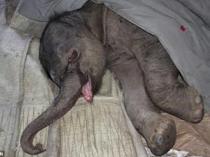 Piccolo elefantino quasi ucciso dalla madre Elefan10
