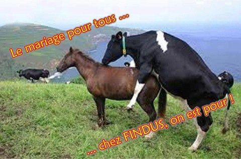 du cheval ou du boeuf ???????? 57958610