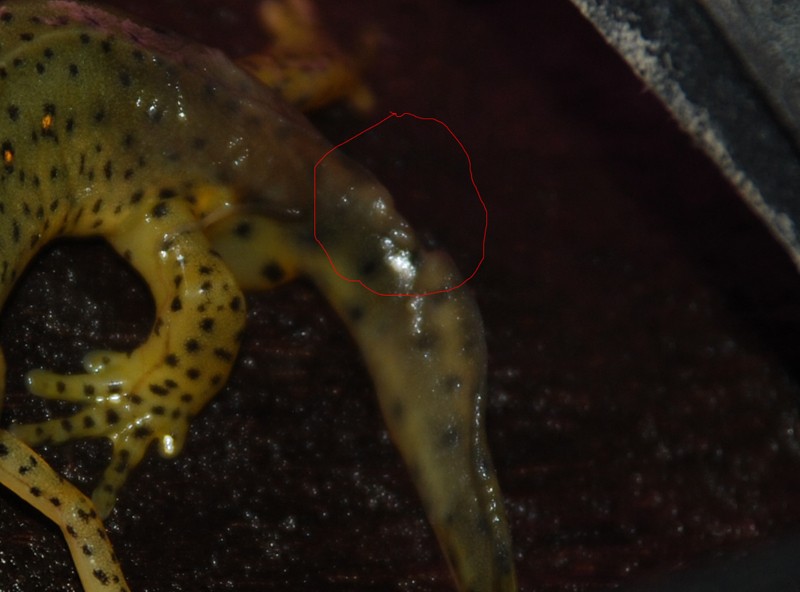 tache blanchatre à la base de la queue d'un notophthalmus viridescens (photo) il va mal! Zoom_i10
