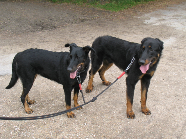 cherche super maîtres...pour bébés beaucerons 06910