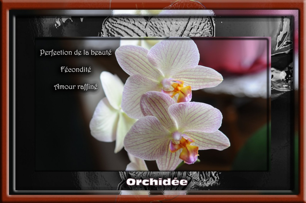 Les Fleurs - Page 2 Orchid10