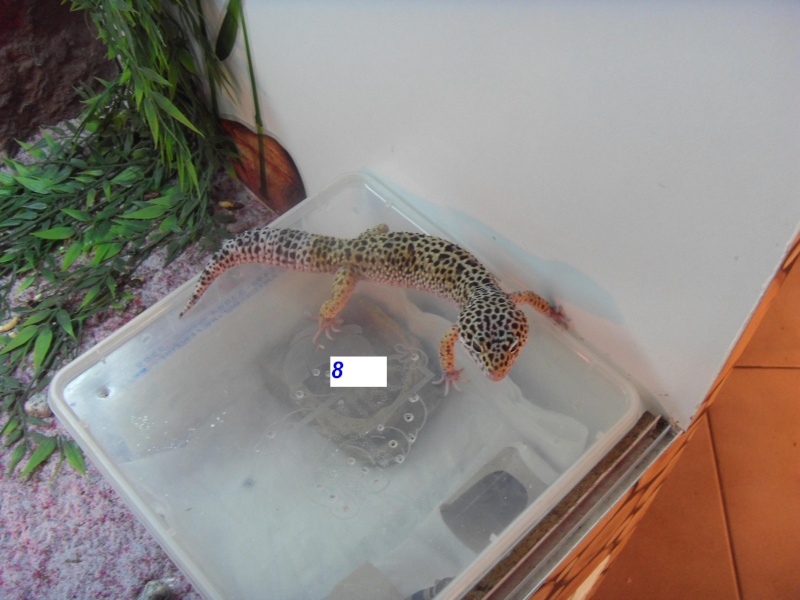 mon elevage de gecko leopard Sdc14214