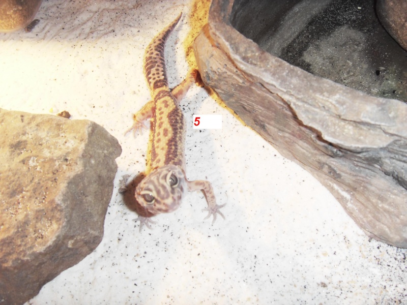 mon elevage de gecko leopard Sdc14516
