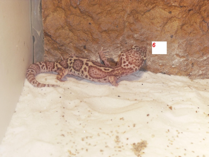 mon elevage de gecko leopard Sdc14517
