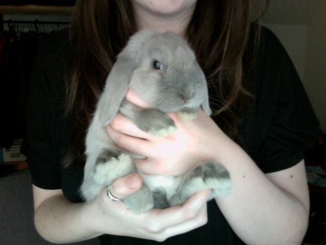 Mon nouveau lapin !! Photo_10