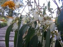 Fleurs du bout du monde- floraisons exotiques Austra38