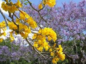 Fleurs du bout du monde- floraisons exotiques Tabebu10