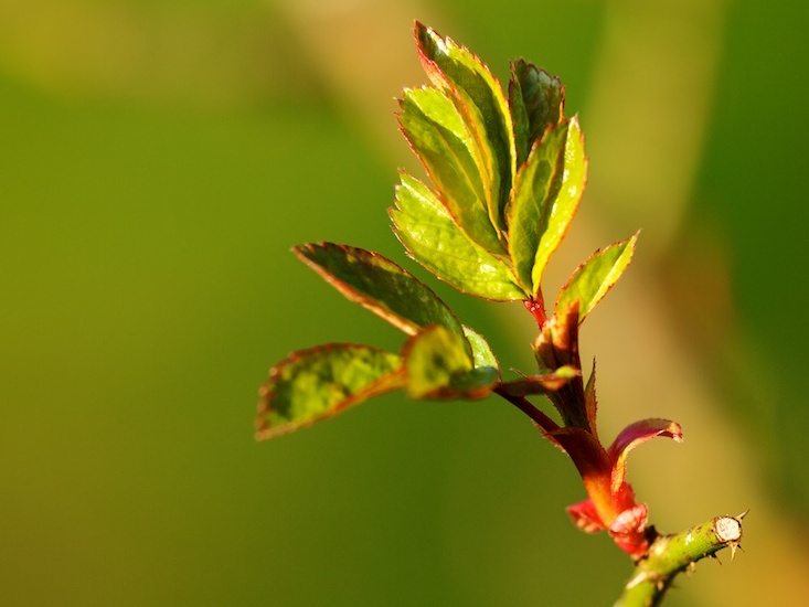 jeune pousse Branch10