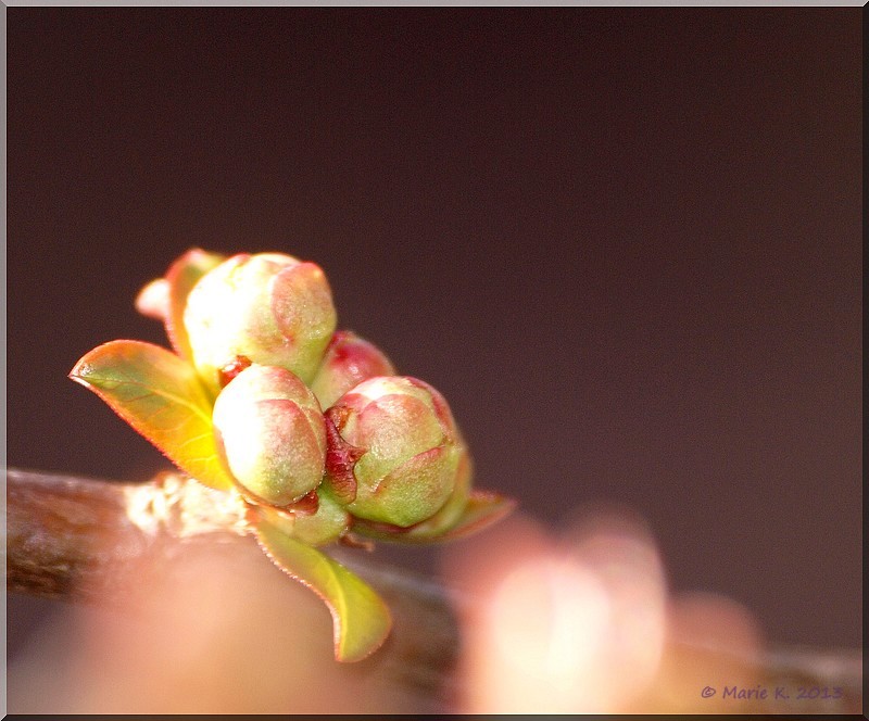 Premiers bourgeons  P2164711