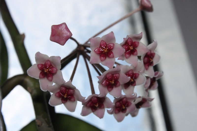 Hoya obovata Img_3621