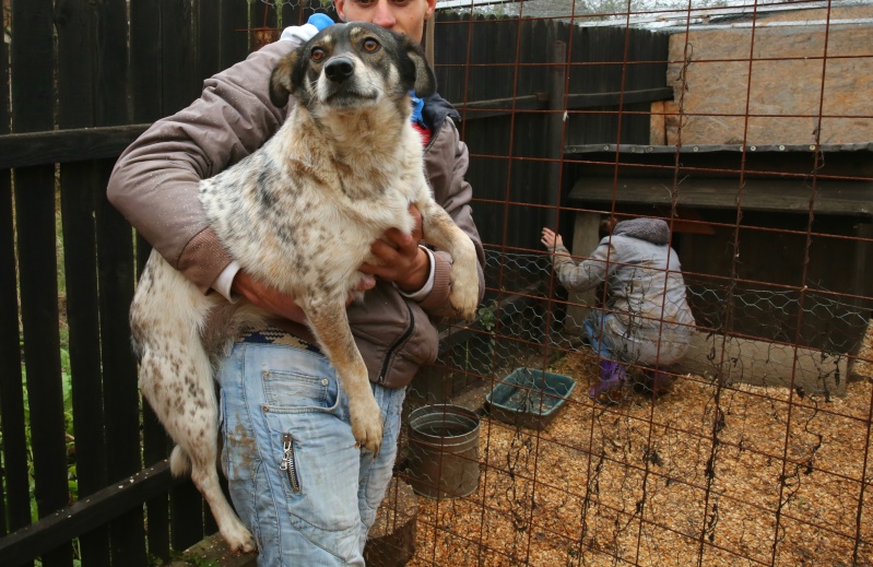 Titza, chienne de taille moyenne, née en 2011 Titza310