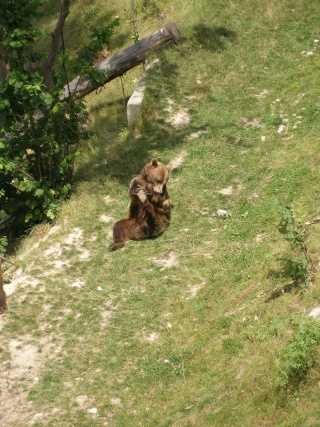 observer l'OURS P7180517