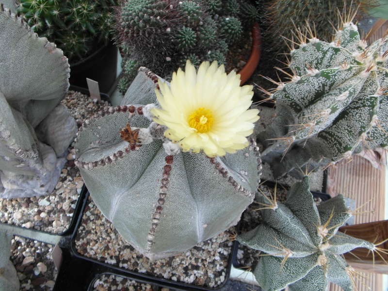 Cacti and Sukkulent in Köln, every day new flowers in the greenhouse Part 64 Bild1006