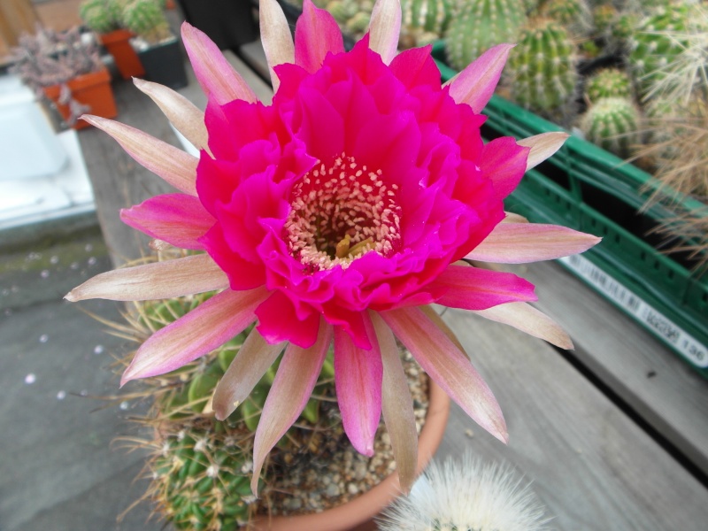 Cacti and Sukkulent in Köln, every day new flowers in the greenhouse Part 64 Bild1029