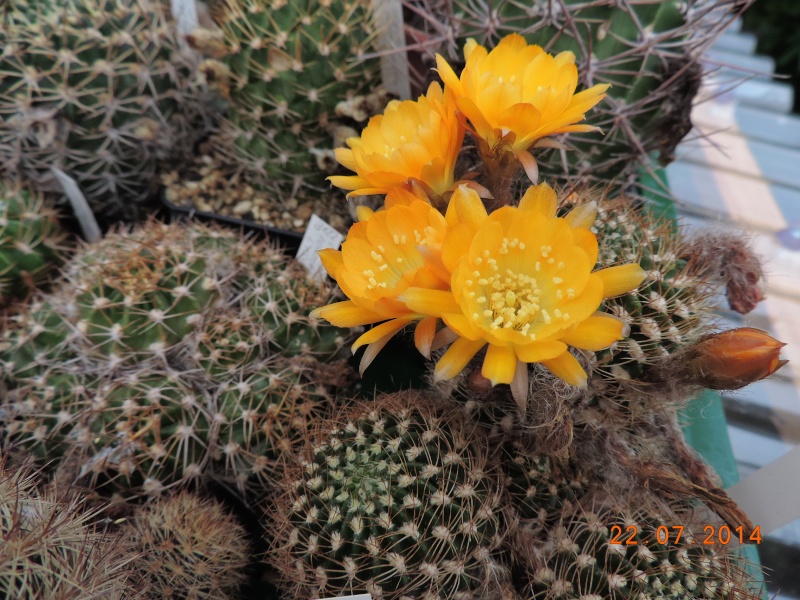 Cacti and Sukkulent in Köln, every day new flowers in the greenhouse Part 110 Bild1055