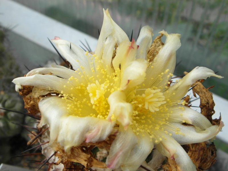 Cacti and Sukkulent in Köln, every day new flowers in the greenhouse Part 58 Bild_106
