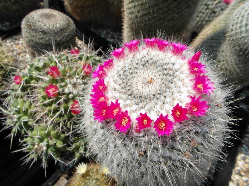 Cacti and Sukkulent in Köln, every day new flowers in the greenhouse Part 58 Bild_146