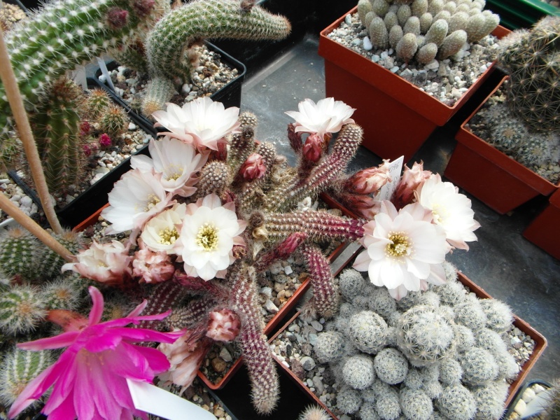 Cacti and Sukkulent in Köln, every day new flowers in the greenhouse Part 59 Bild_198