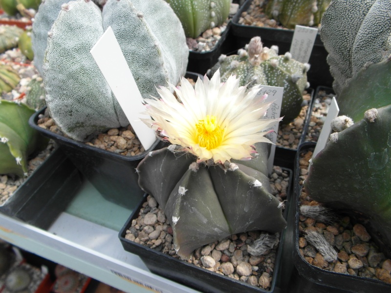 Cacti and Sukkulent in Köln, every day new flowers in the greenhouse Part 59 Bild_223