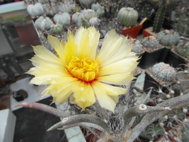 Cacti and Sukkulent in Köln, every day new flowers in the greenhouse Part 59 Bild_256