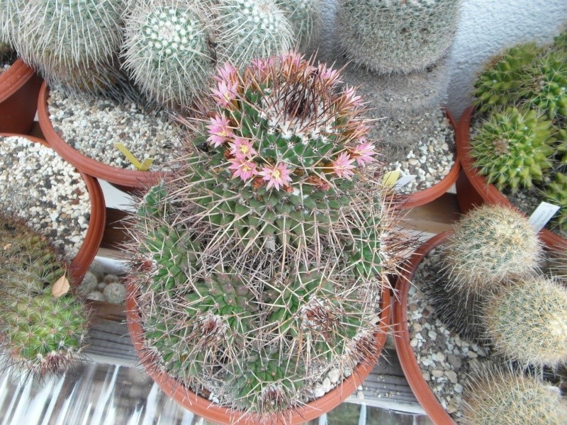 Cacti and Sukkulent in Köln, every day new flowers in the greenhouse Part 60 Bild_273