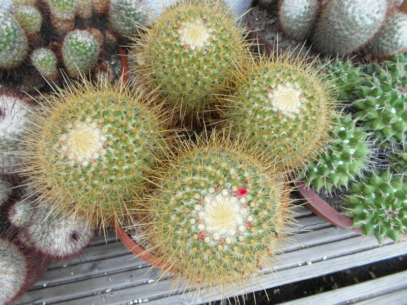 Cacti and Sukkulent in Köln, every day new flowers in the greenhouse Part 60 Bild_280