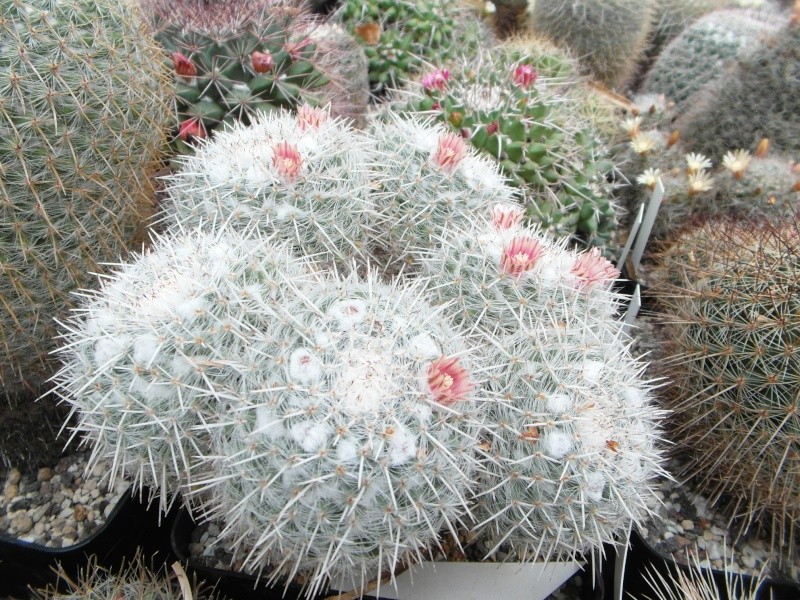 Cacti and Sukkulent in Köln, every day new flowers in the greenhouse Part 60 Bild_299