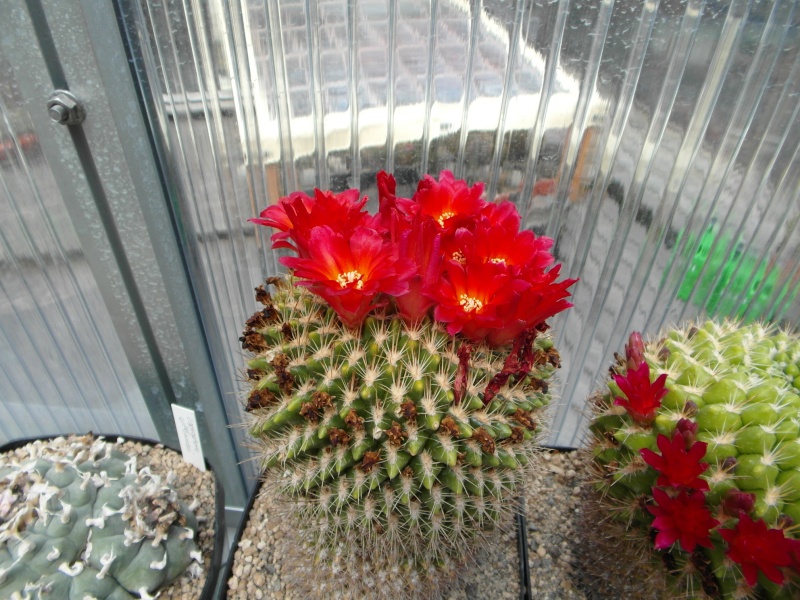 Cacti and Sukkulent in Köln, every day new flowers in the greenhouse Part 60 Bild_303