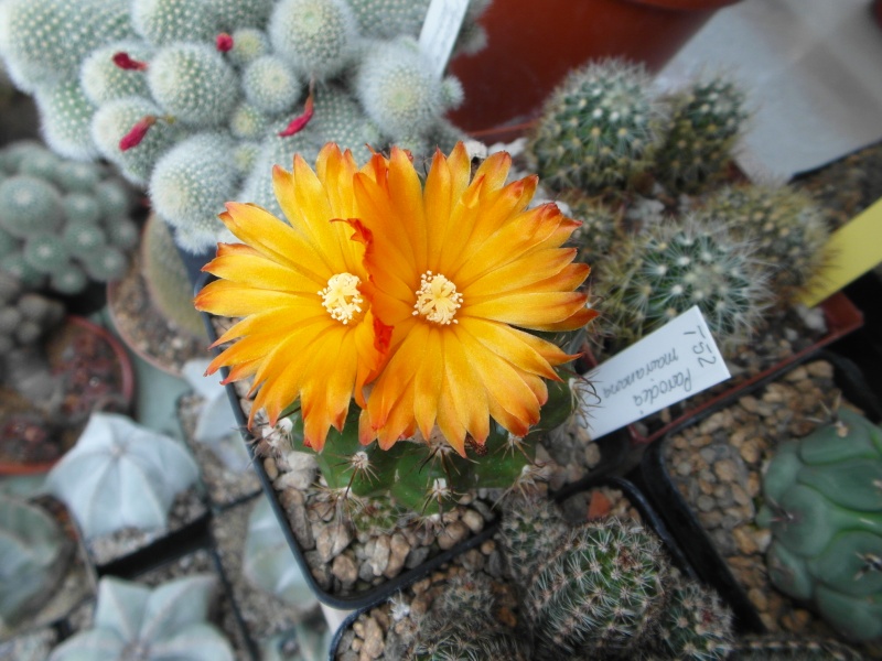 Cacti and Sukkulent in Köln, every day new flowers in the greenhouse Part 60 Bild_318