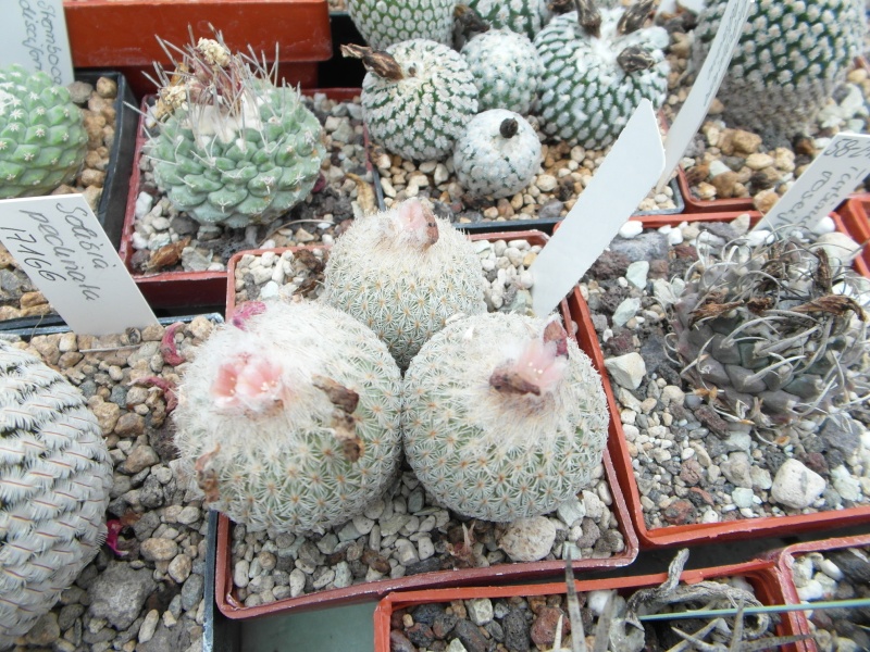 Cacti and Sukkulent in Köln, every day new flowers in the greenhouse Part 60 Bild_325