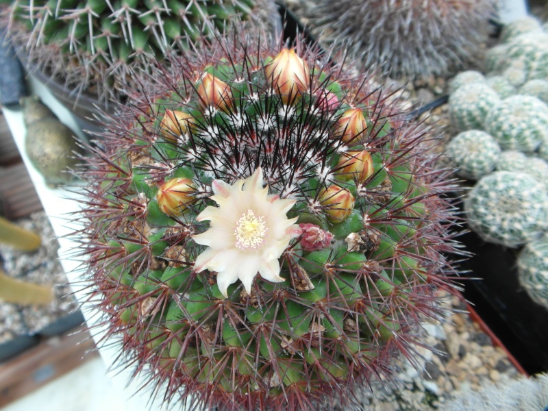 Cacti and Sukkulent in Köln, every day new flowers in the greenhouse Part 60 Bild_339