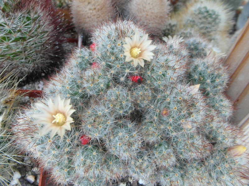 Cacti and Sukkulent in Köln, every day new flowers in the greenhouse Part 60 Bild_361