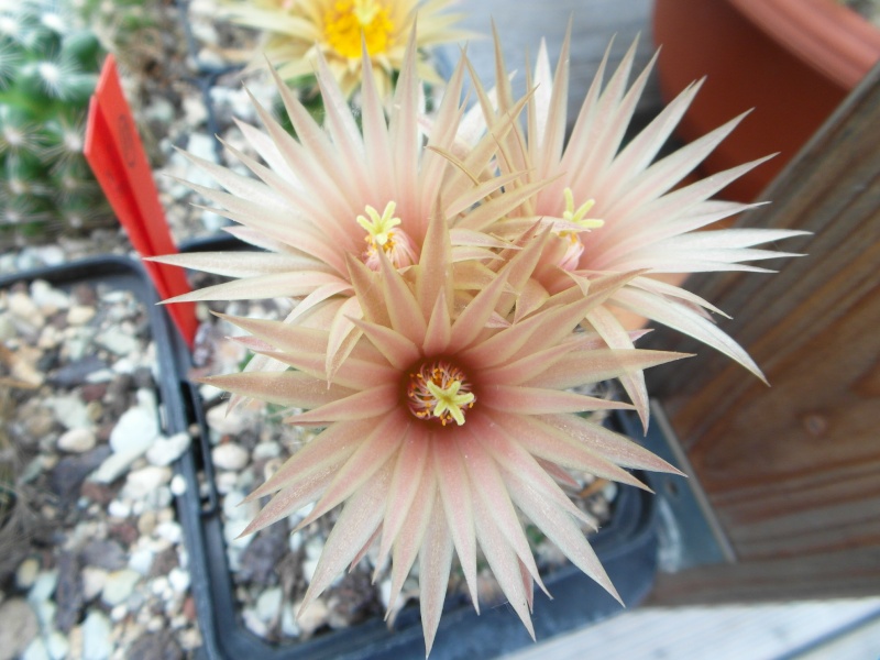 Cacti and Sukkulent in Köln, every day new flowers in the greenhouse Part 60 Bild_378