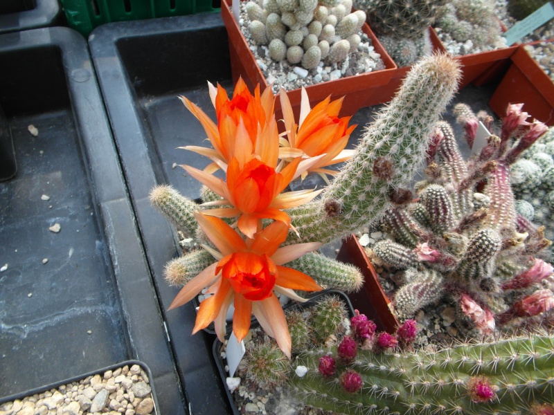 Cacti and Sukkulent in Köln, every day new flowers in the greenhouse Part 61 Bild_387