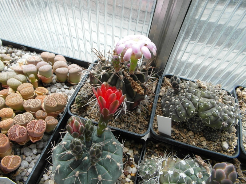 Cacti and Sukkulent in Köln, every day new flowers in the greenhouse Part 61 Bild_457