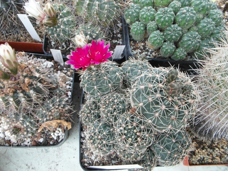 Cacti and Sukkulent in Köln, every day new flowers in the greenhouse Part 61 Bild_458