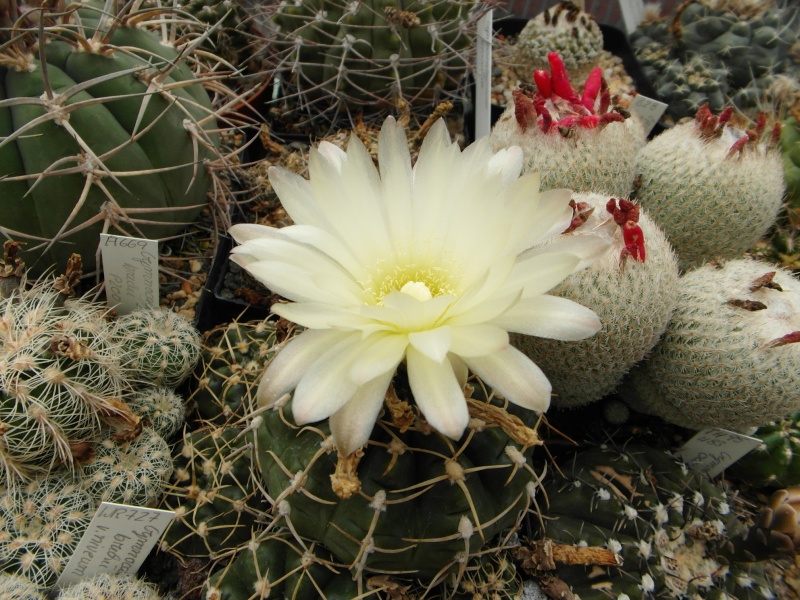 Cacti and Sukkulent in Köln, every day new flowers in the greenhouse Part 61 Bild_463