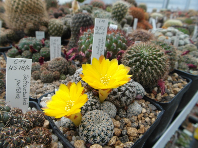 Cacti and Sukkulent in Köln, every day new flowers in the greenhouse Part 61 Bild_472