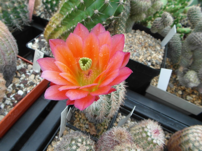 Cacti and Sukkulent in Köln, every day new flowers in the greenhouse Part 61 Bild_473