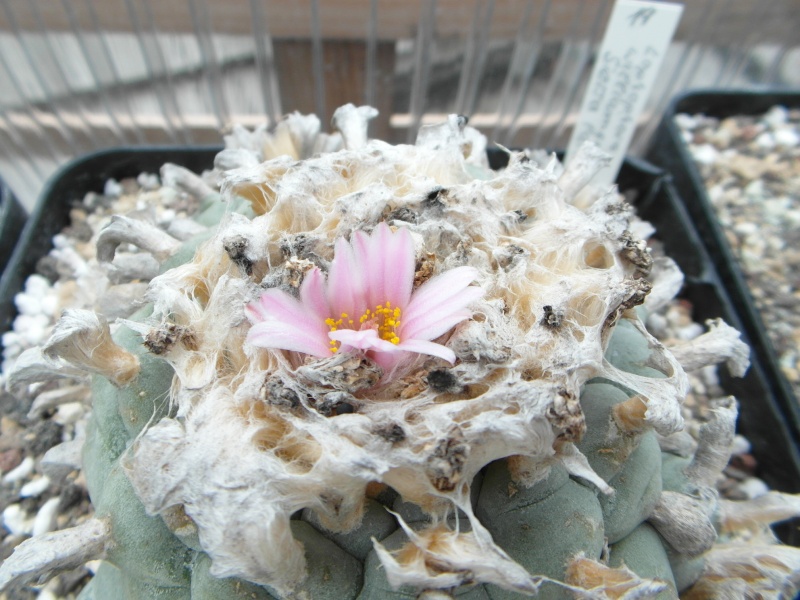 Cacti and Sukkulent in Köln, every day new flowers in the greenhouse Part 61 Bild_479